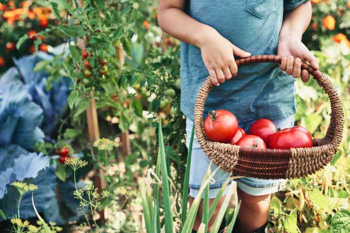 Ferme pédagogique – Potager – Serre 